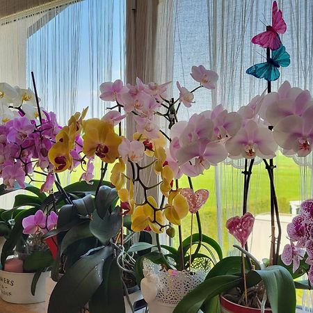 B&B A Casa Di Eleonora 维罗纳自由镇 外观 照片